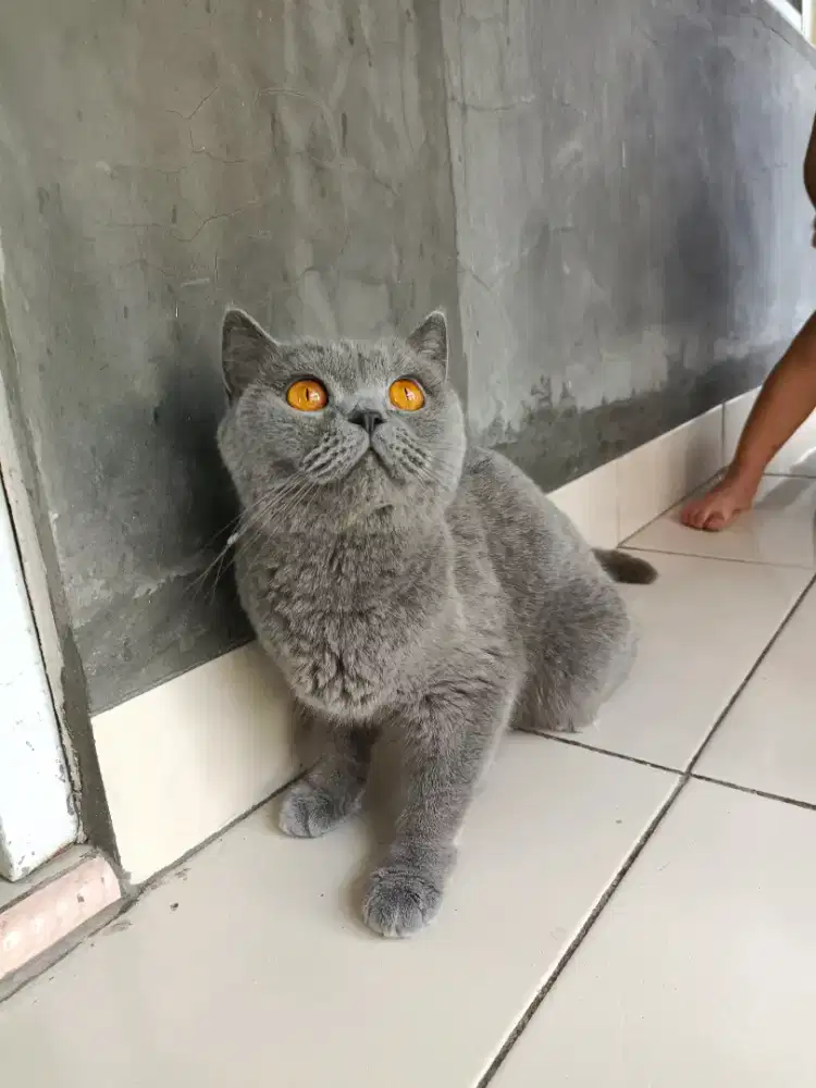 British shorthair betina