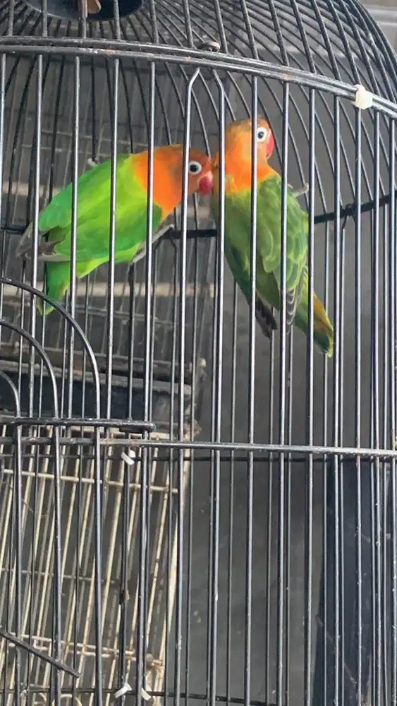 Lovebird bio green