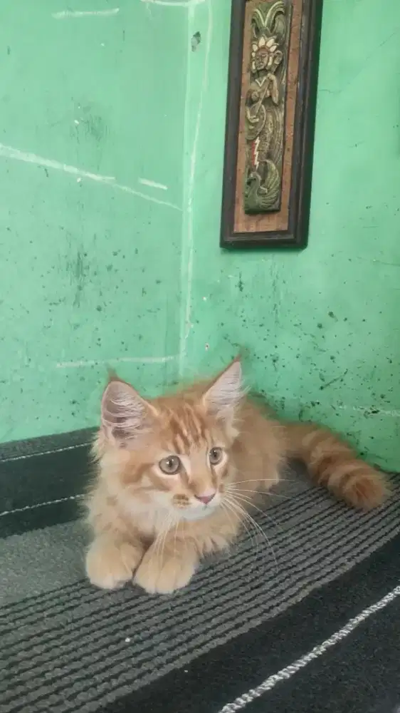 Kitten Mainecoon