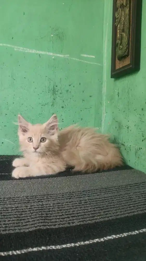 Kitten Mainecoon