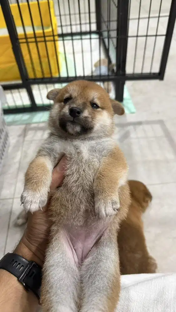 Puppy anakan shiba inu