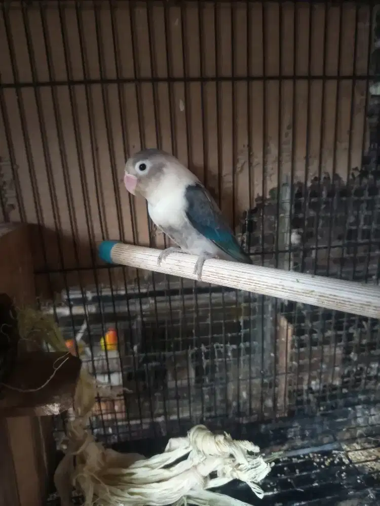 Lovebird Ewing janda