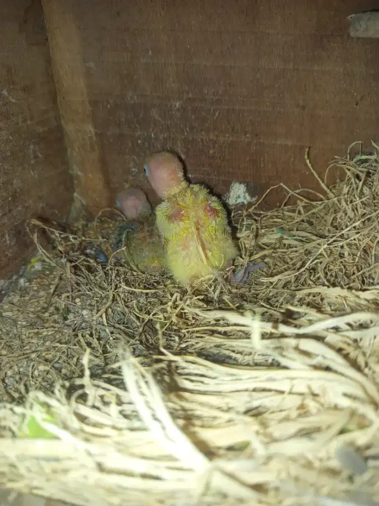 Lolohan lovebird dan parkit