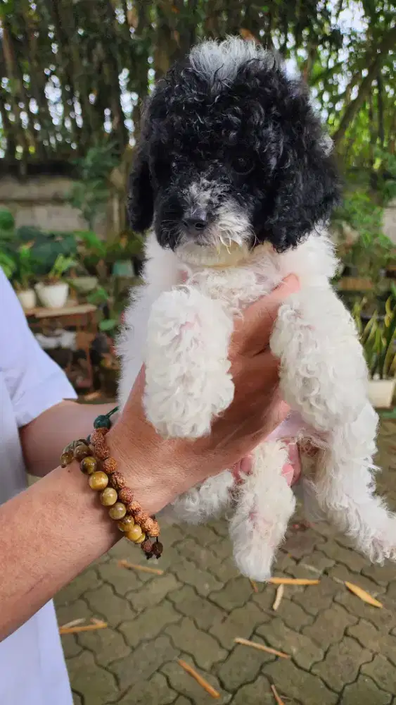 Anakan Poodle Party Murahh