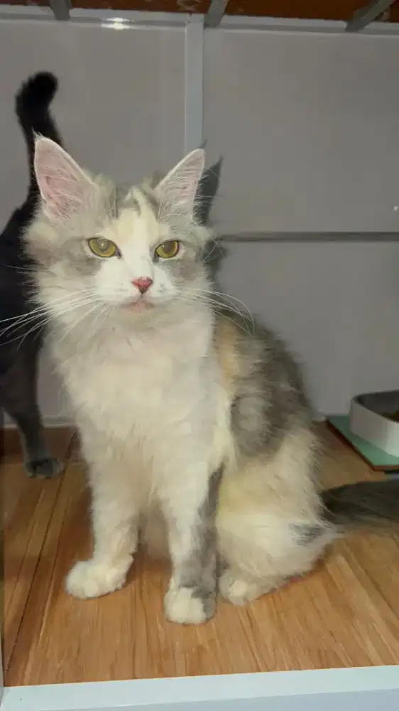 Kucing Scottish, British Shorthair, Munchkin, Persia