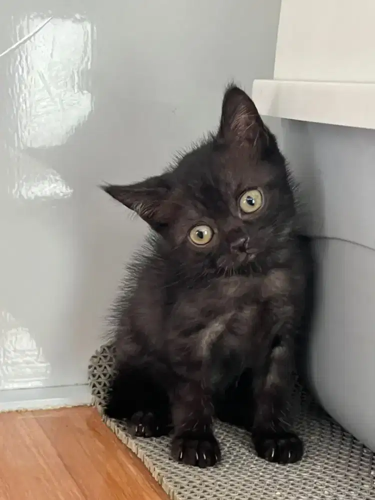 Kucing Scottish, British Shorthair, Munchkin, Persia