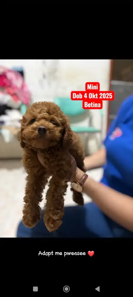 Red mini poodle betina