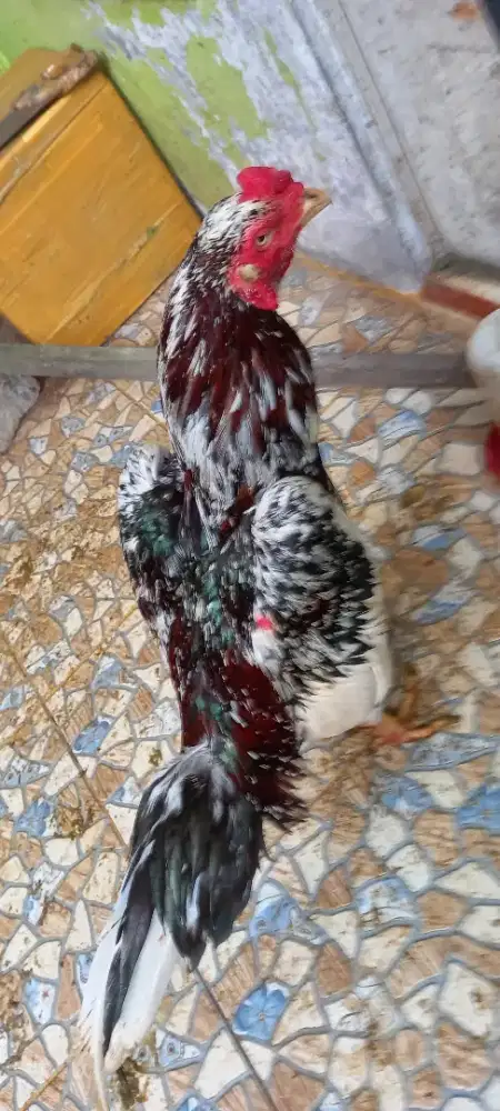 Ayam pakoy berumbun madu