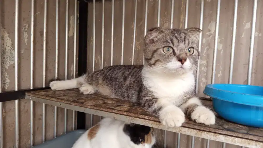 Scottish fold jantan