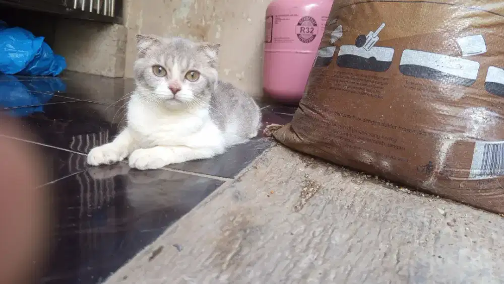 Scottish fold betina