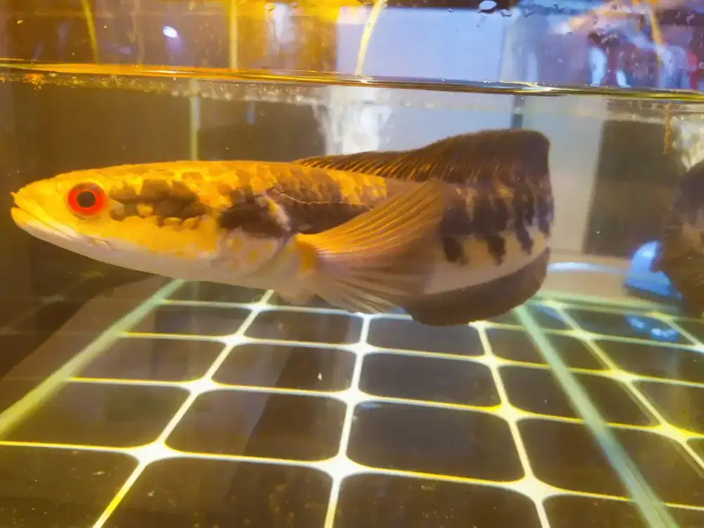 Jual ikan chana ys maru yellow sentarum 35cm warna stabil, batik cakep
