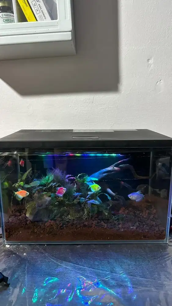 Akuarium krisbo ADA PENUTUP LANGSUNG + aquascape isi nya suda jadi