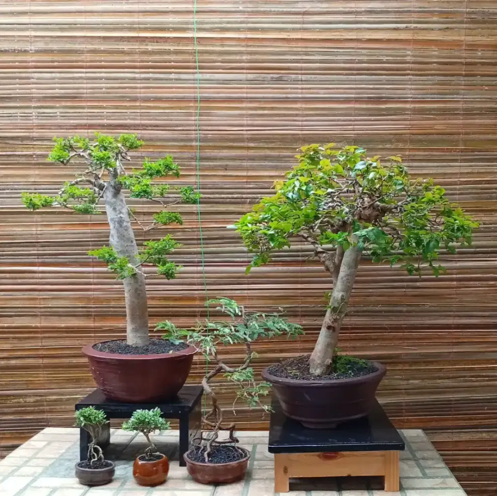 Mini bonsai cantik 5 pohon