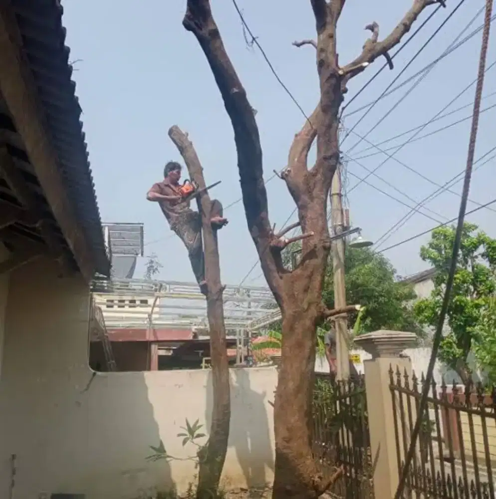 Tukang senso profesional medan