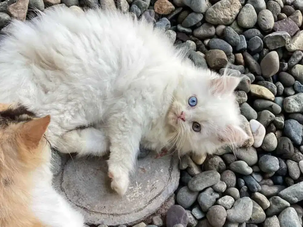 Banting Harga!!! Lepas Adopt Kucing Himalaya X Persia