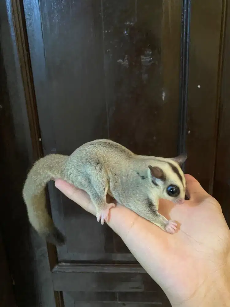 sugar glider platinum