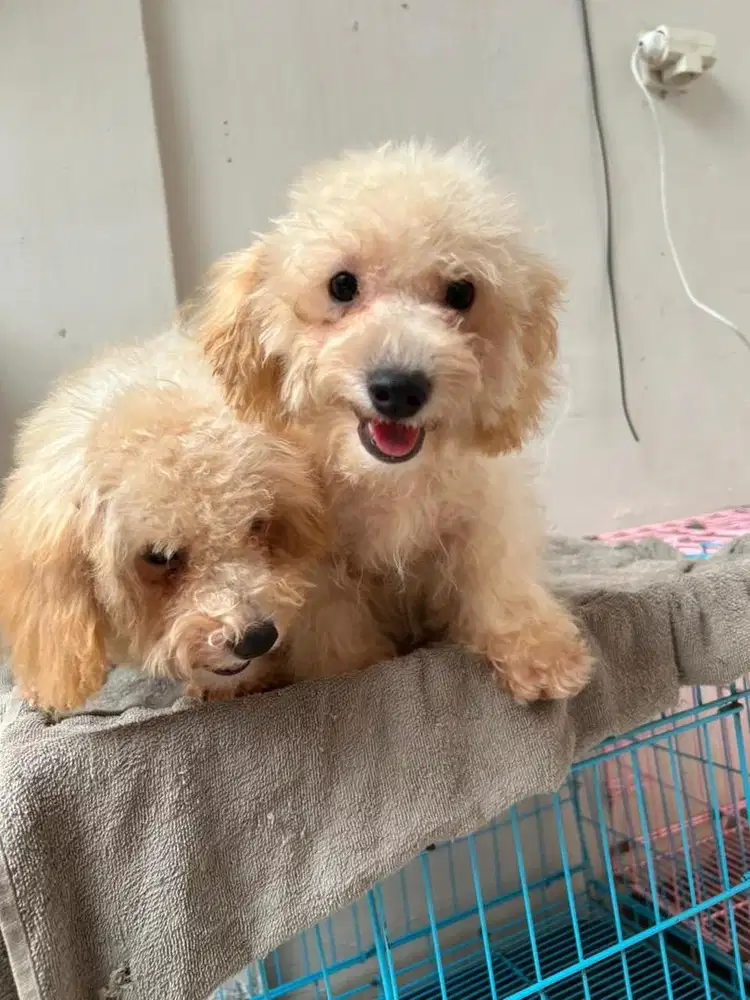 Ready adopt poodle apricot 3 bulan (stambum + vaksin)
