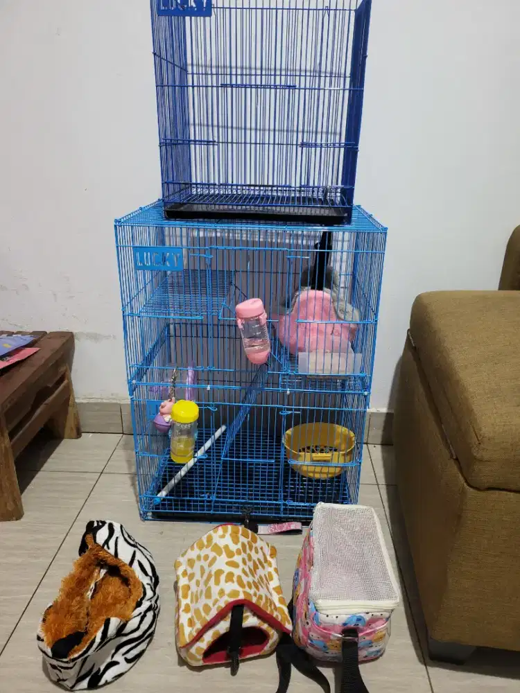 Jual Sugar Glider family lengkap edisi pensiun