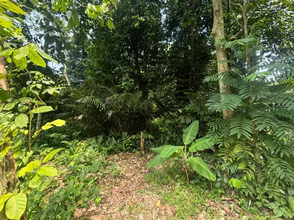 Dijual Tanah Setu Jalan Cisaat Luas 1 Hektar SHM Cocok Dijadikan Tempat Wisata, Usaha Perkebunan, Peternakan Maupun Perumahan, Kertarahayu Setu Bekasi