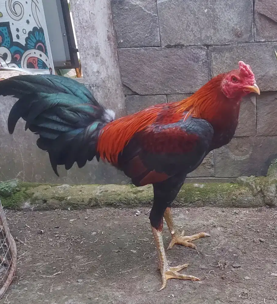 Ayam muda Pama mix BS