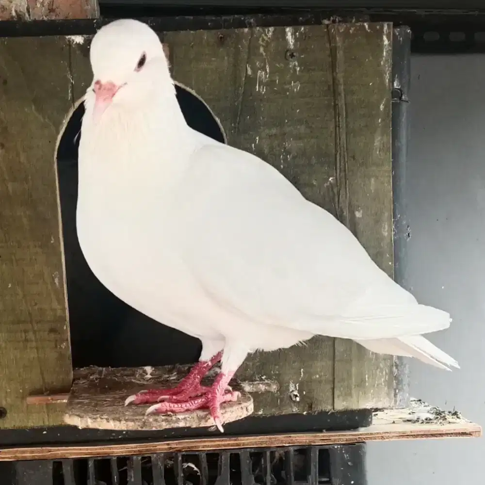 Merpati sepasang bonus anakan