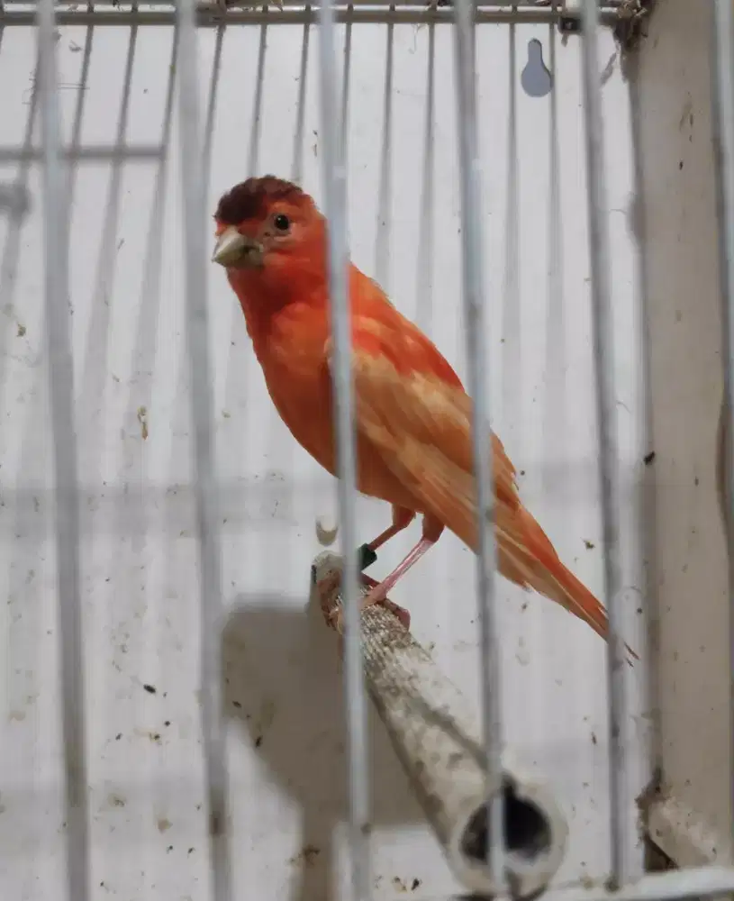 Paud merlok trah juara kontes (ring izzo)