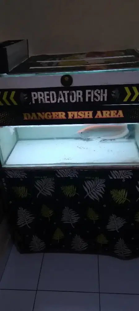 Arwana silver albino