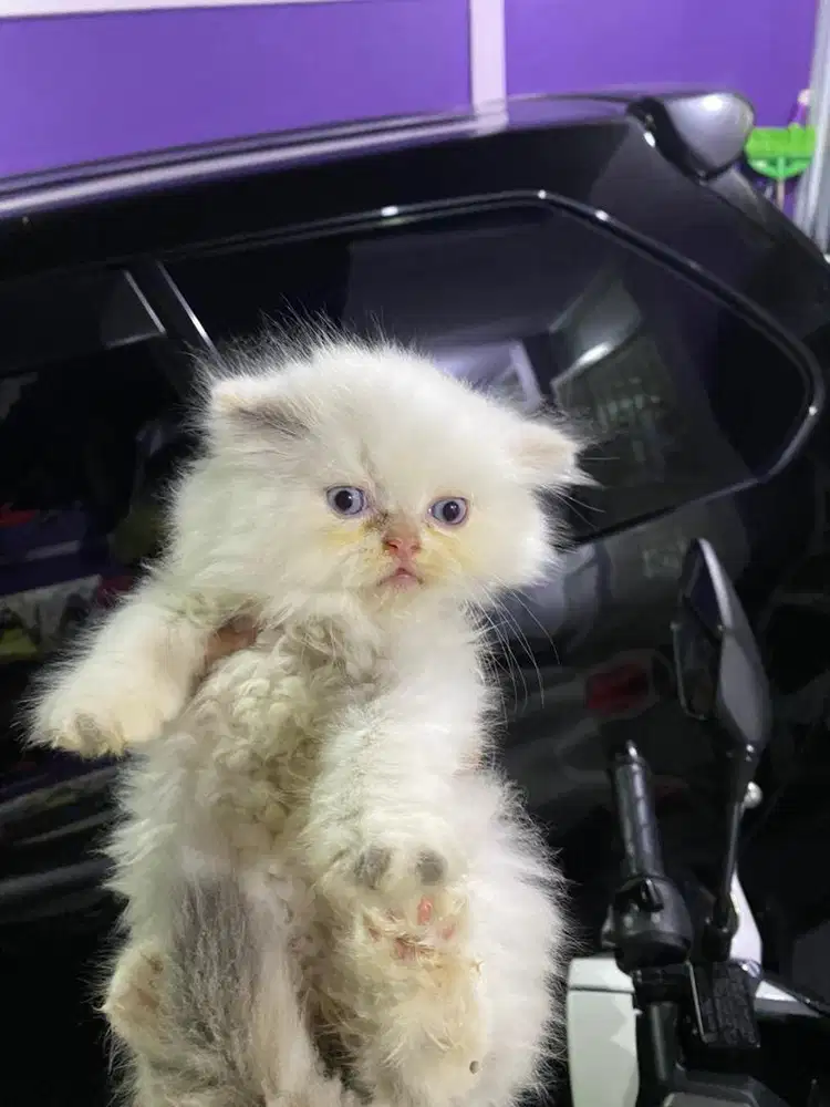 Kucing persia flatnose super
