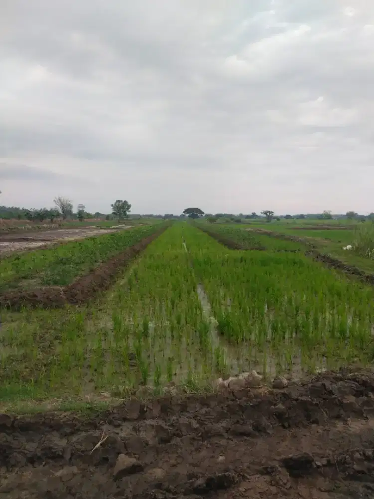 Sawah Produktif