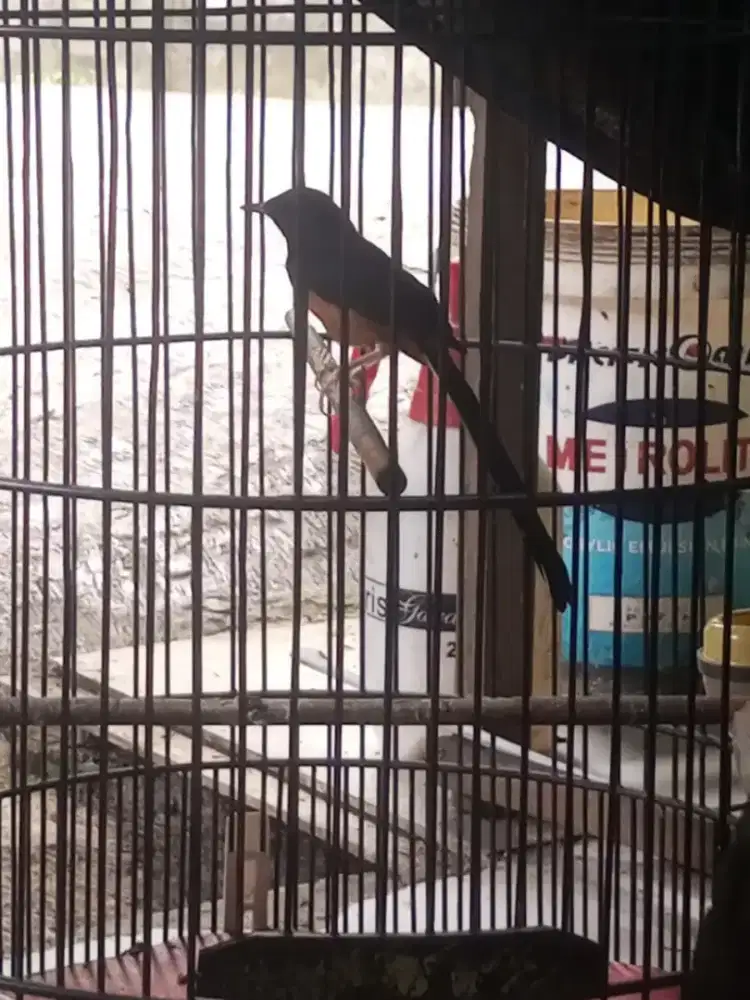 Dijual Burung Murai Batu