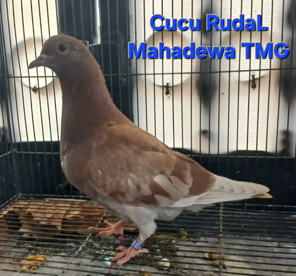 Burung Merpati Dara Trah