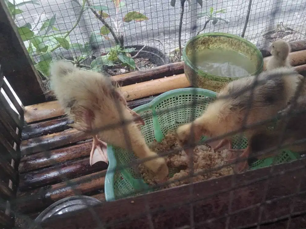 Anak Soang/Angsa sehat no minus