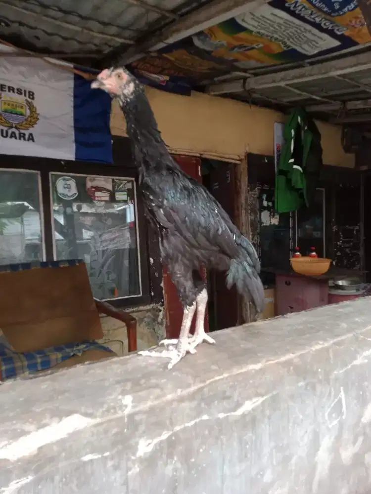 Ayam Bangkok betina