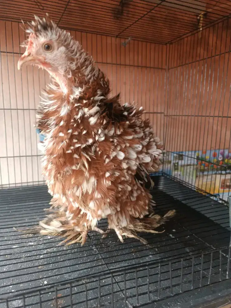 AYAM BANTAM CHOCIN WALIK BETINA DEWASA