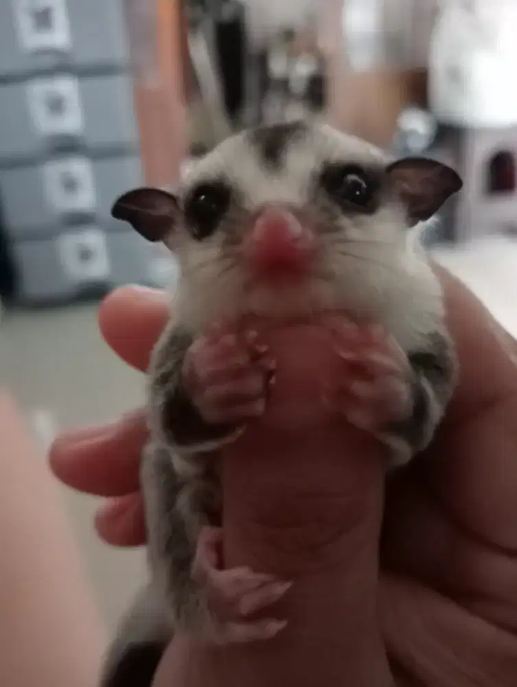 Sugar glider Joey WF