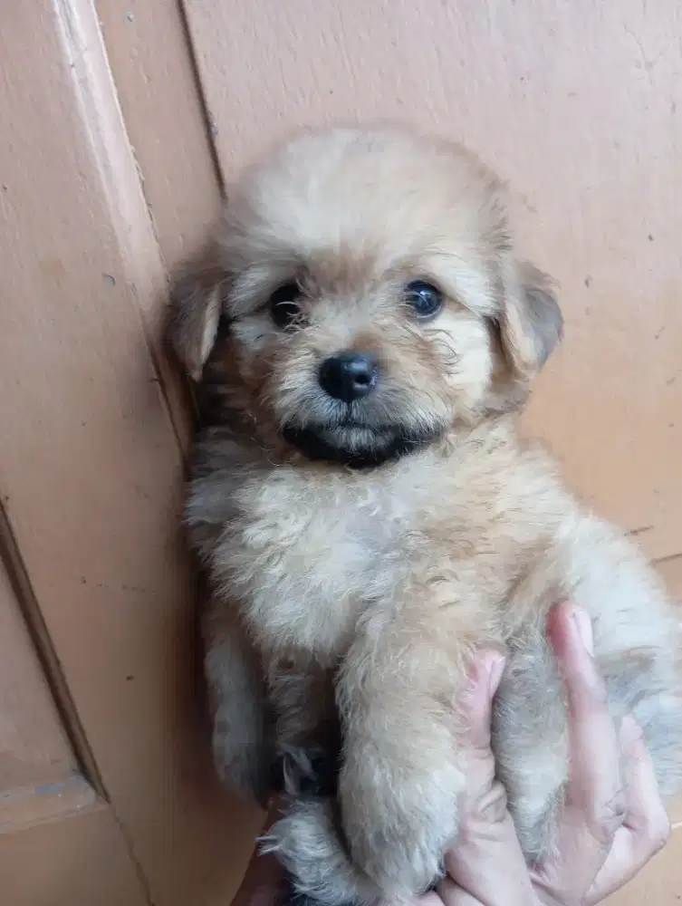 Puppy anjing shihtzu sitzu pom pomeranian
