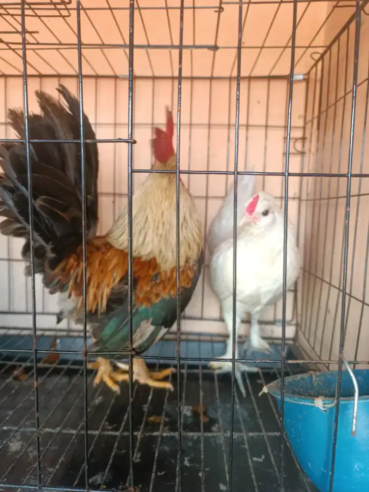 AYAM KATE SATU PASANG