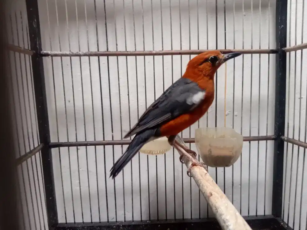 Anis merah jantan selesai mabung fullset