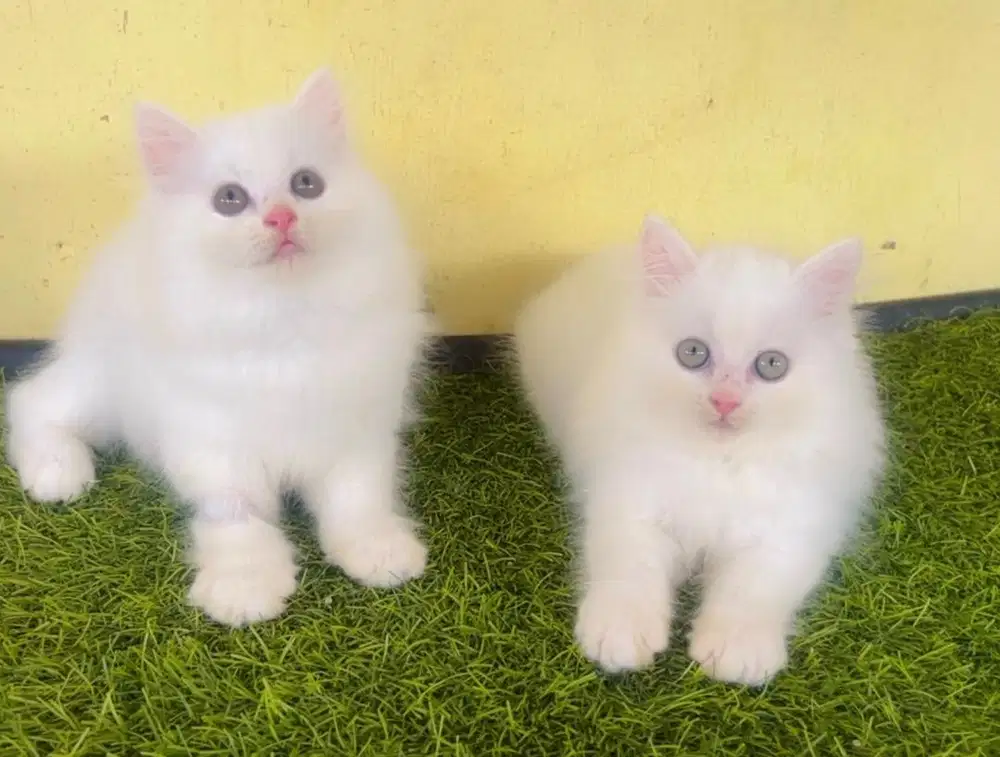 Kucing ras persia kitten 2 ekor betina 3 bln