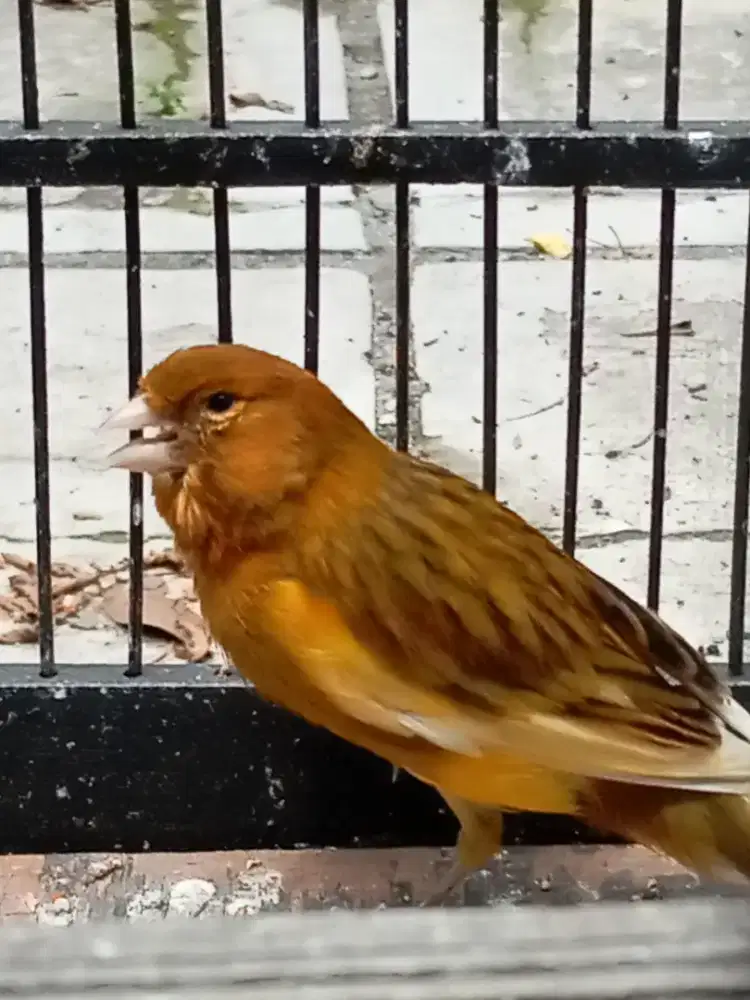 kenari pejantan body lumayan