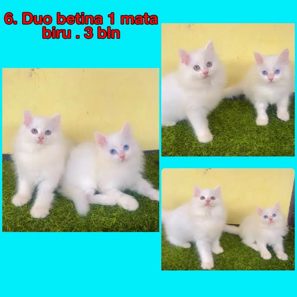 Kucing ras persia long hair betina 2 ekor