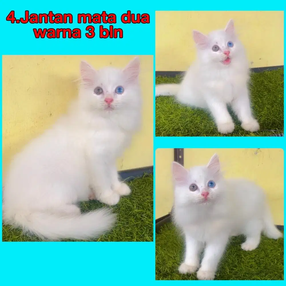 Kucing ras persia jantan mata dua warna
