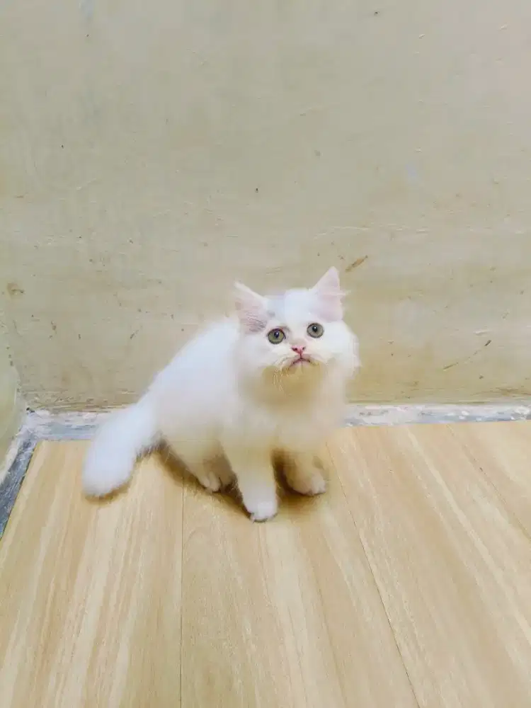 Kitten Persia white solid