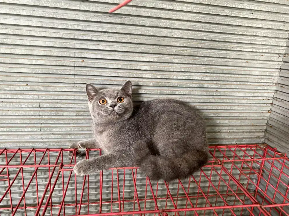 BRITISH SHORTHAIR