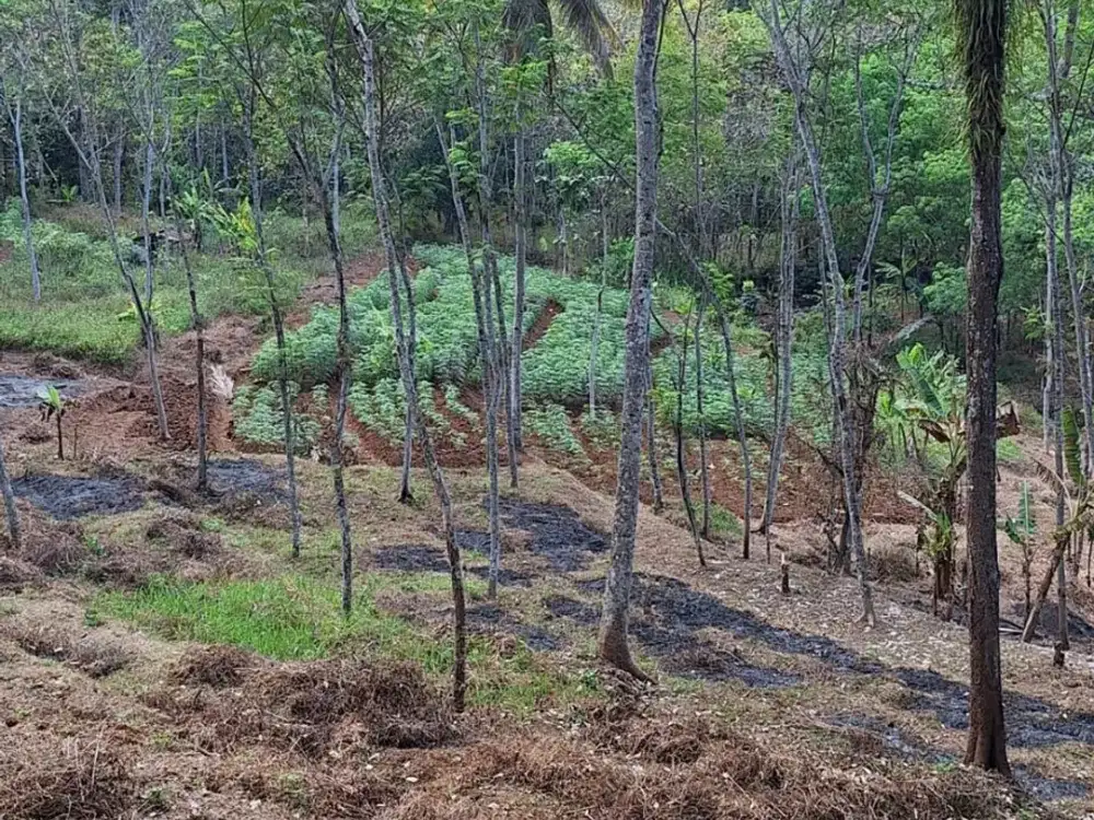 Dijual Tanah Klepu, Pringapus, Semarang Jawa Tengah