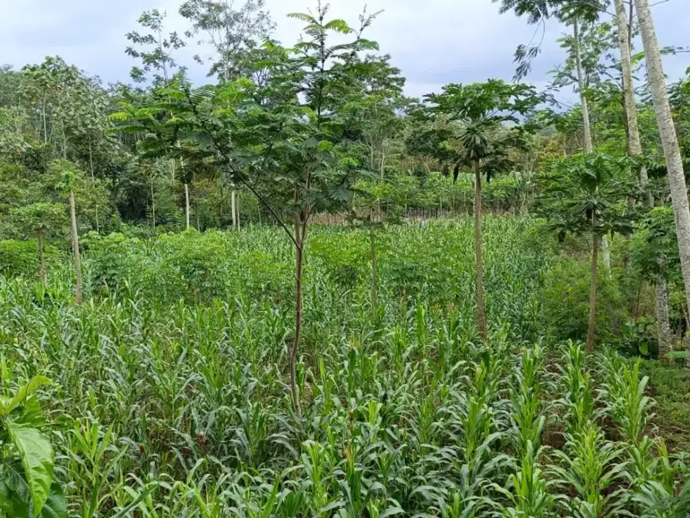 KEBUN SUBUR SHM DEKAT KOTA MALANG – JARANG ADA!