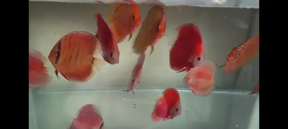 Ikan discus dijual borongan