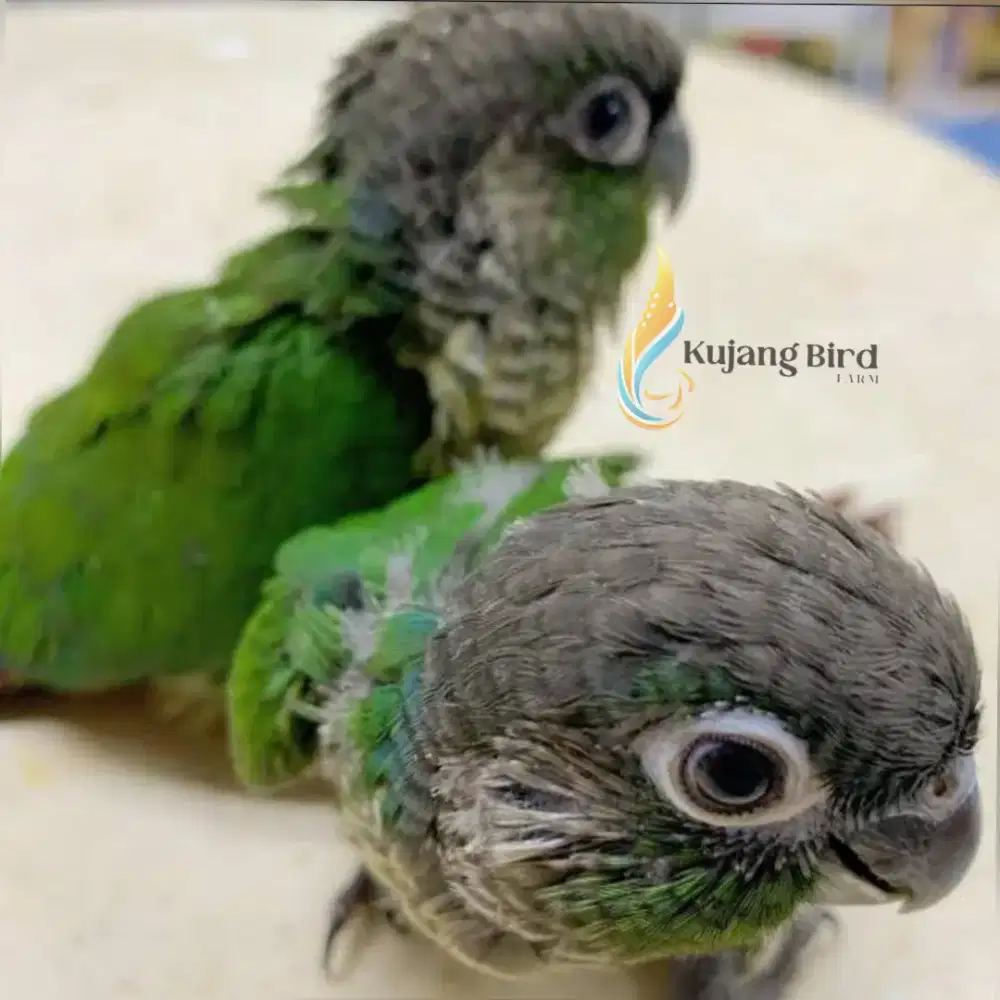 Green Check Conure