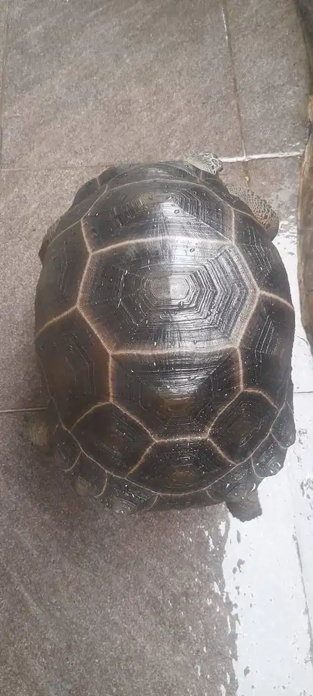 Aldabra Bulet Jakarta