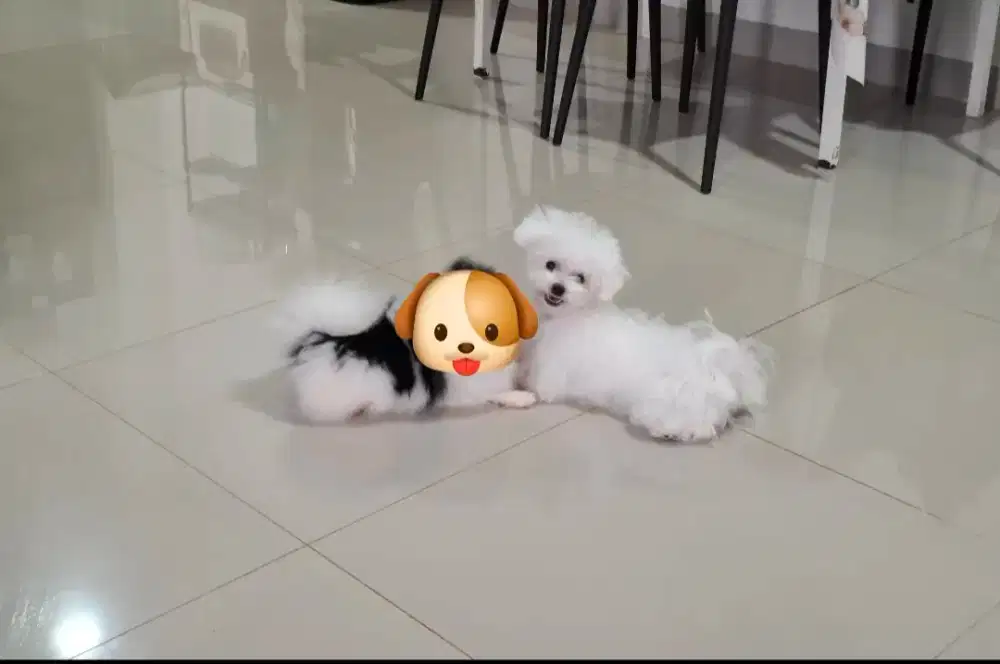 Anjing Bichon Betina